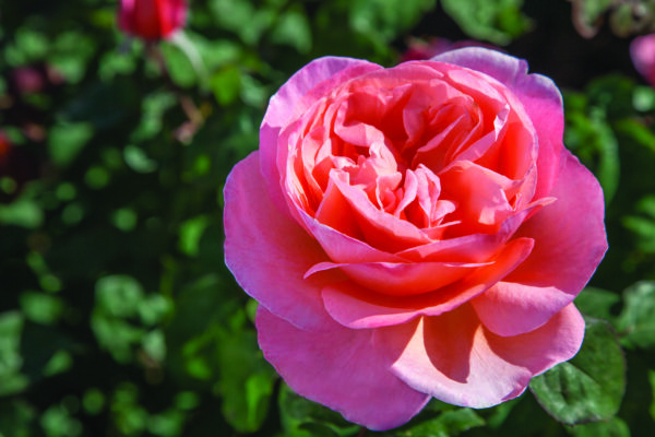 Rosa Sweet Mademoiselle™ - Image 3