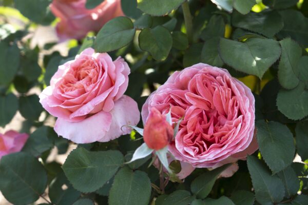 Rosa Sweet Mademoiselle™ - Image 2