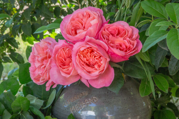 Rosa Sweet Mademoiselle™ - Image 4