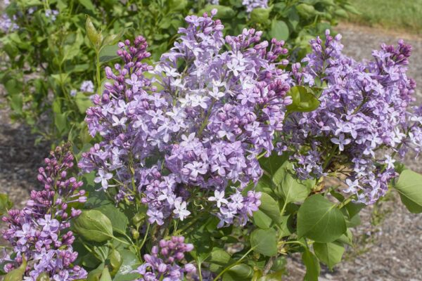 Syringa vulgaris New Age™ Lavender - Image 2