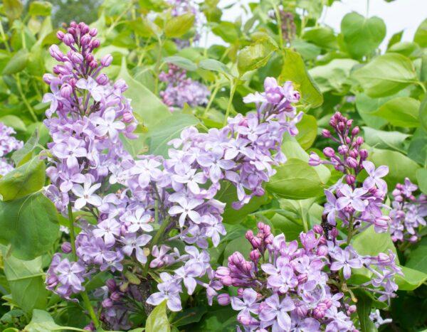 Syringa vulgaris New Age™ Lavender - Image 3