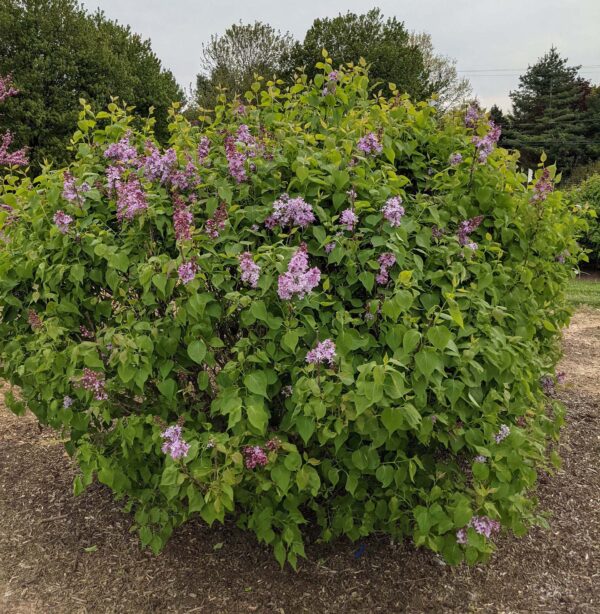 Syringa vulgaris New Age™ Lavender