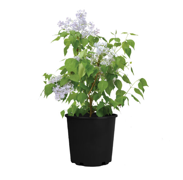 Syringa vulgaris New Age™ Lavender - Image 4