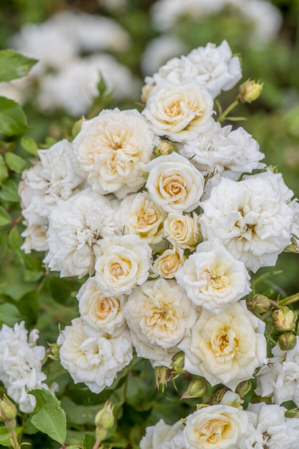 Rosa White Drift®
