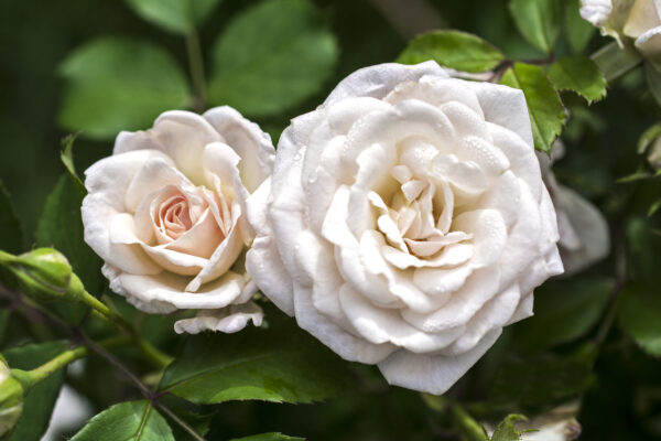 Rosa White Drift® - Image 3