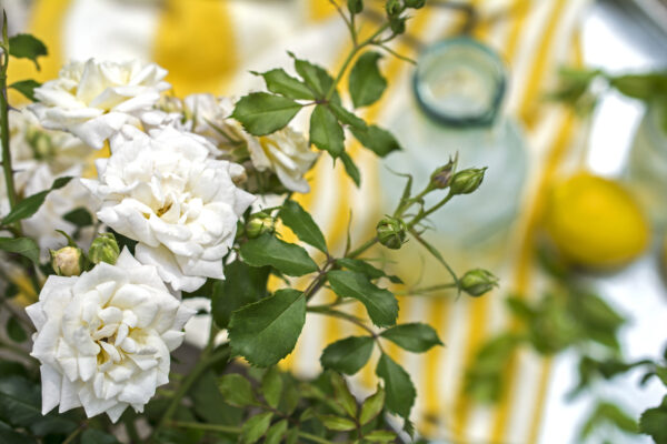 Rosa White Drift® - Image 2